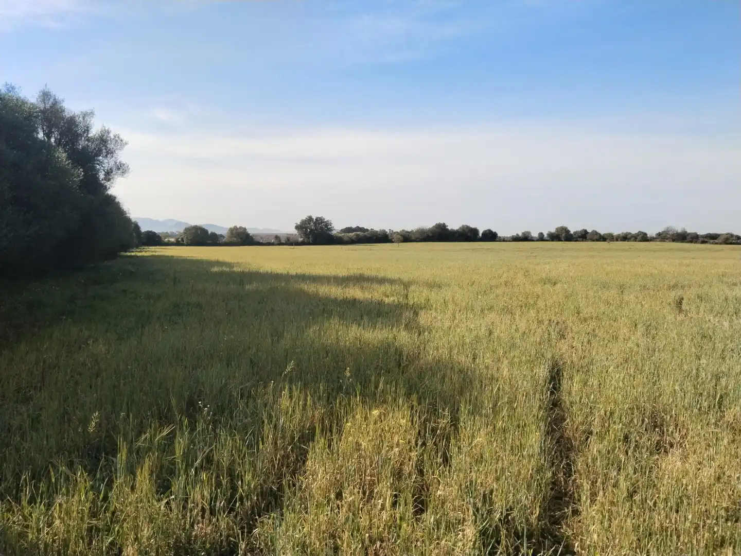 Rural land for sale in Felanitx Poble, imagen 14