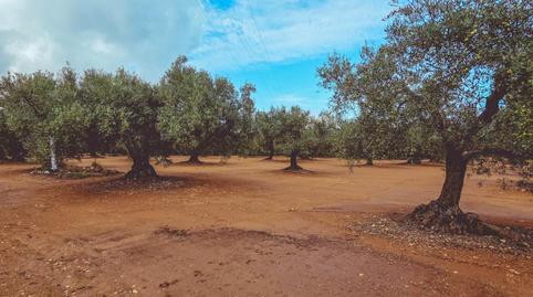Foto 5 de Finca rústica en venda a Godall, Tarragona