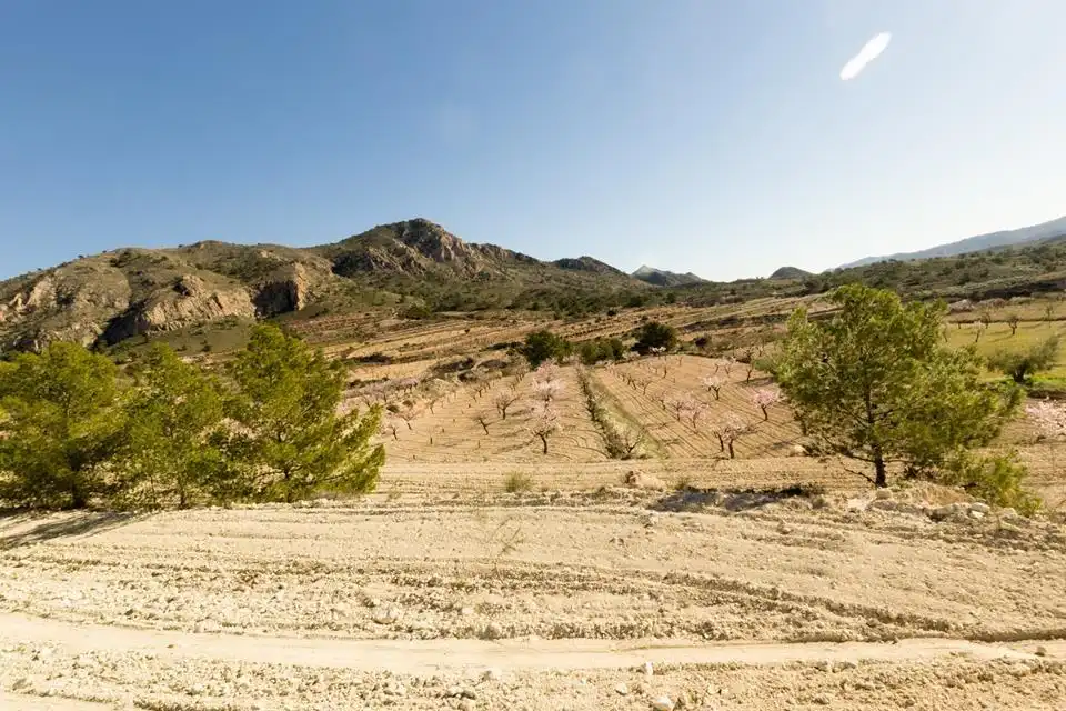 Lands and plots for sale in Abanilla, imagen 12