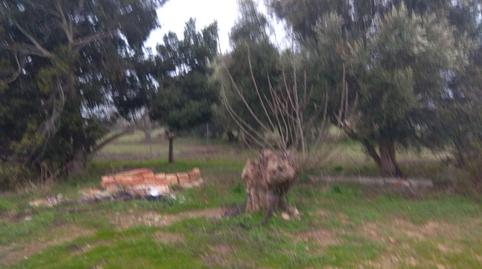 Foto 3 de Casa o chalet en venta en Carretera del Pago del Humo, Pelagatos - Pago del Humo, Cádiz