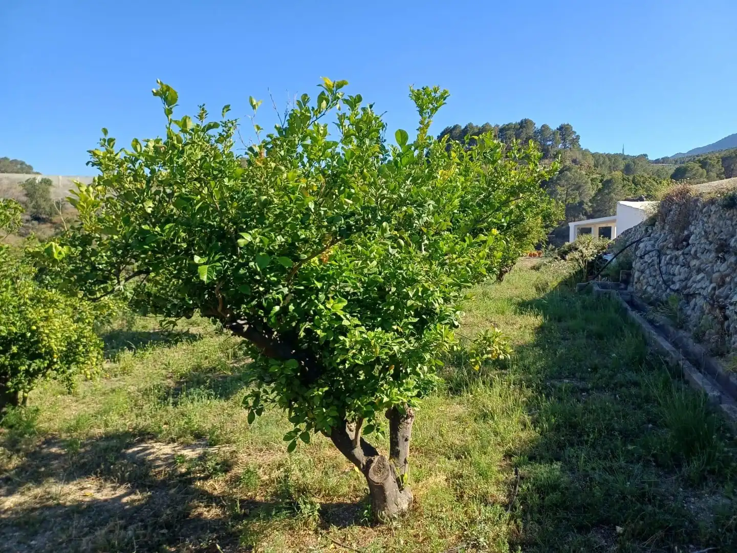 Rural land for sale in Callosa d'en Sarrià, imagen 7