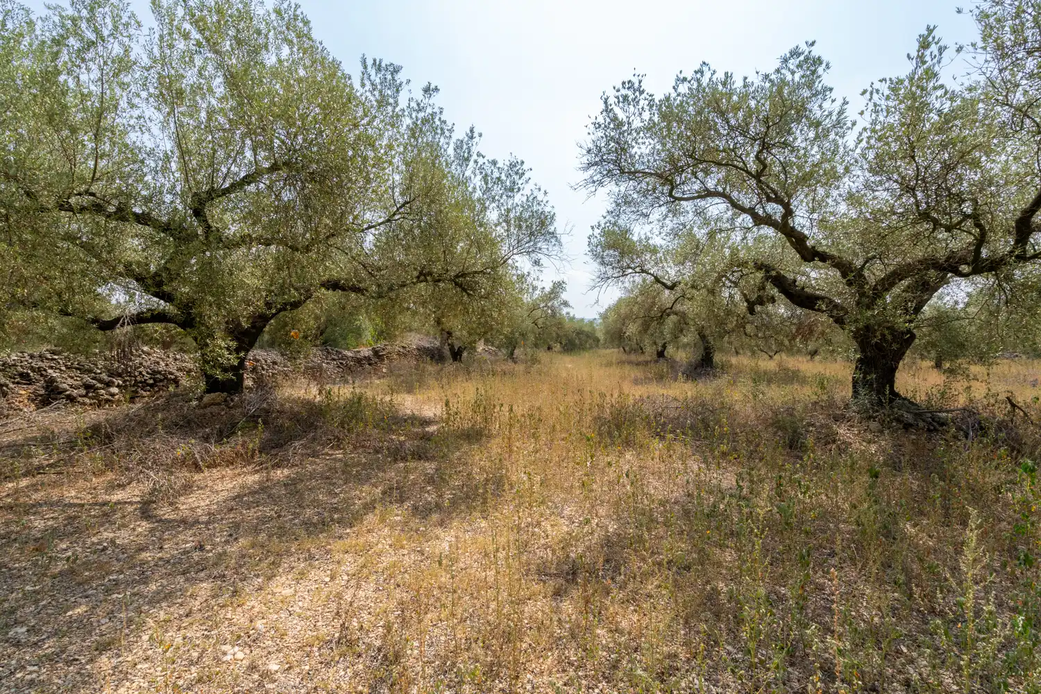 Rustikales Grundstück zum Verkauf in Ulldecona, imagen 3