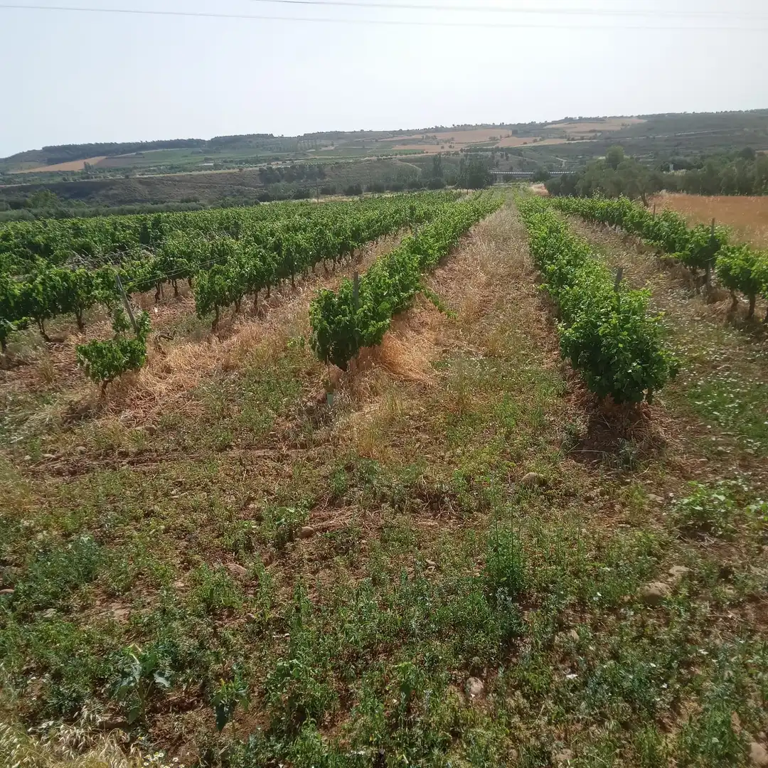 Terreny rústic en venda a Murillo de Río Leza, imagen 2
