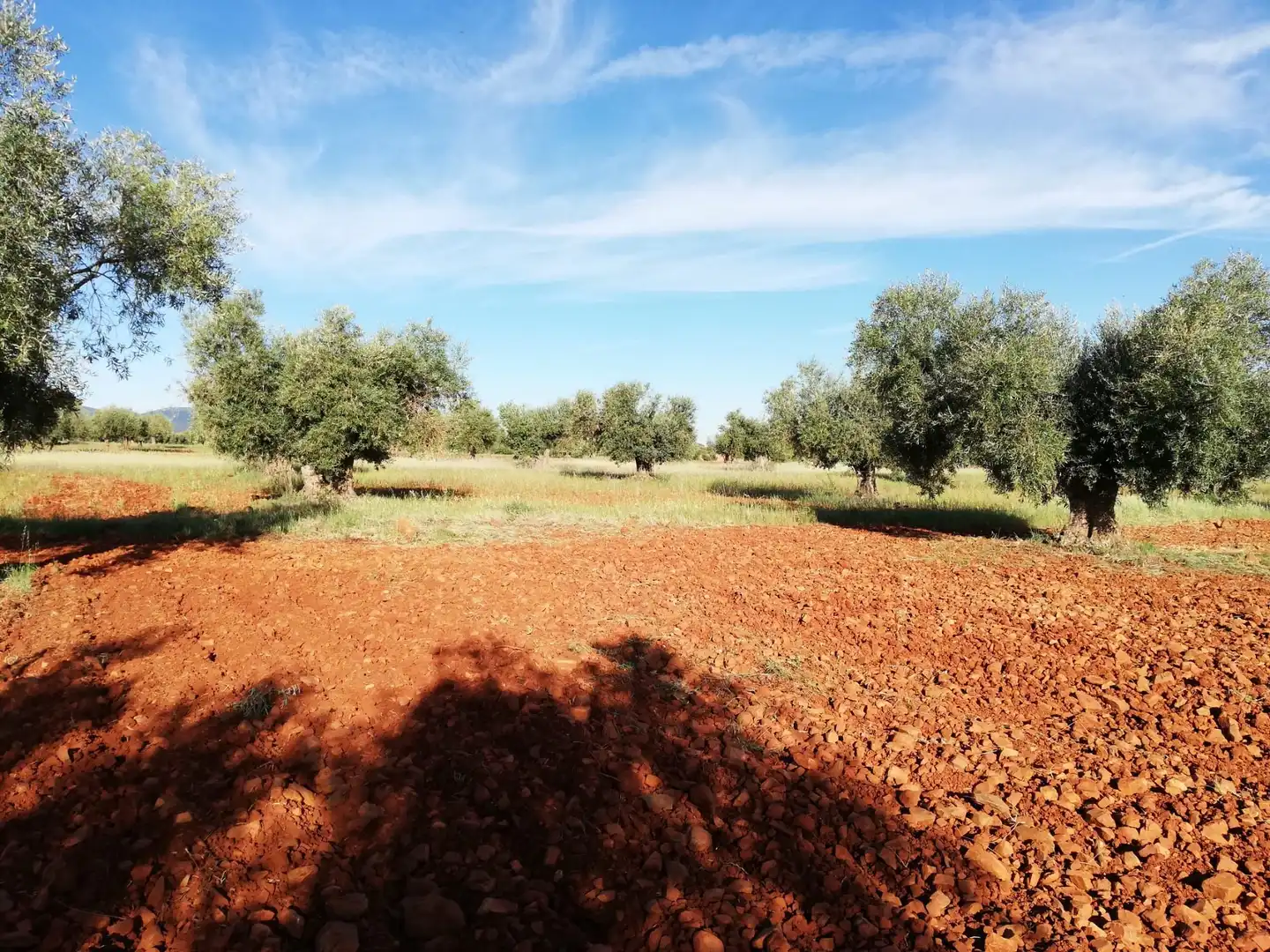 Terrain rustique à vendre à Mora, imagen 5