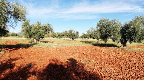 OFERTA DE OLIVAR  TRADICIONAL, immagine 5
