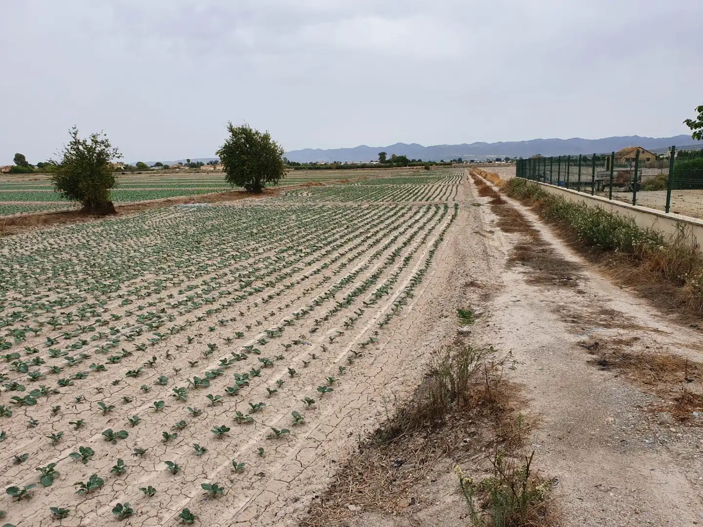 Terreni e lotti in vendita a Pedanías Centro