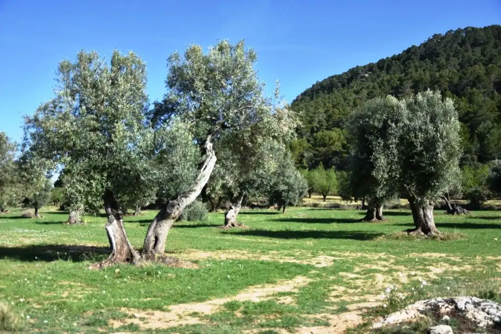 Terreni e lotti in vendita a Valderrobres, imagen 2