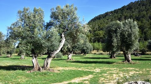 Immagine 2 dell'annuncio