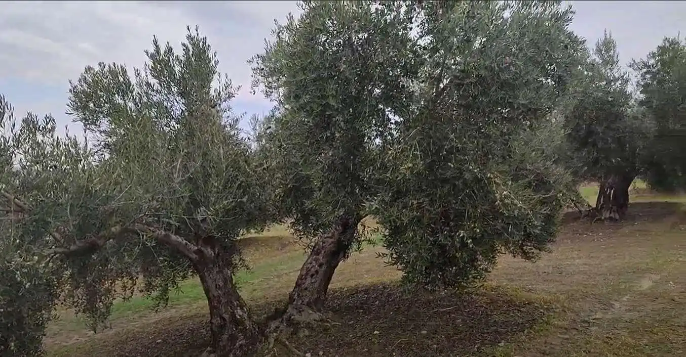 Rustikales Grundstück zum Verkauf in Cañete de las Torres, imagen 6