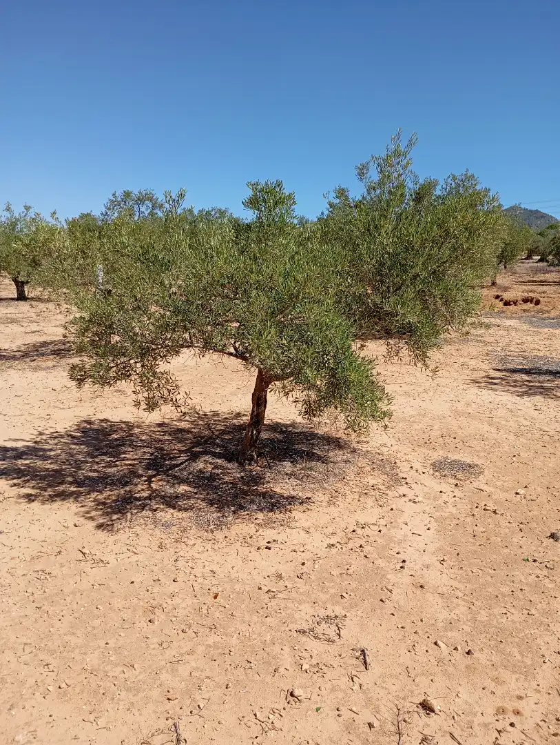 Terreny rústic en venda a Campo de Mirra / El Camp de Mirra, imagen 2