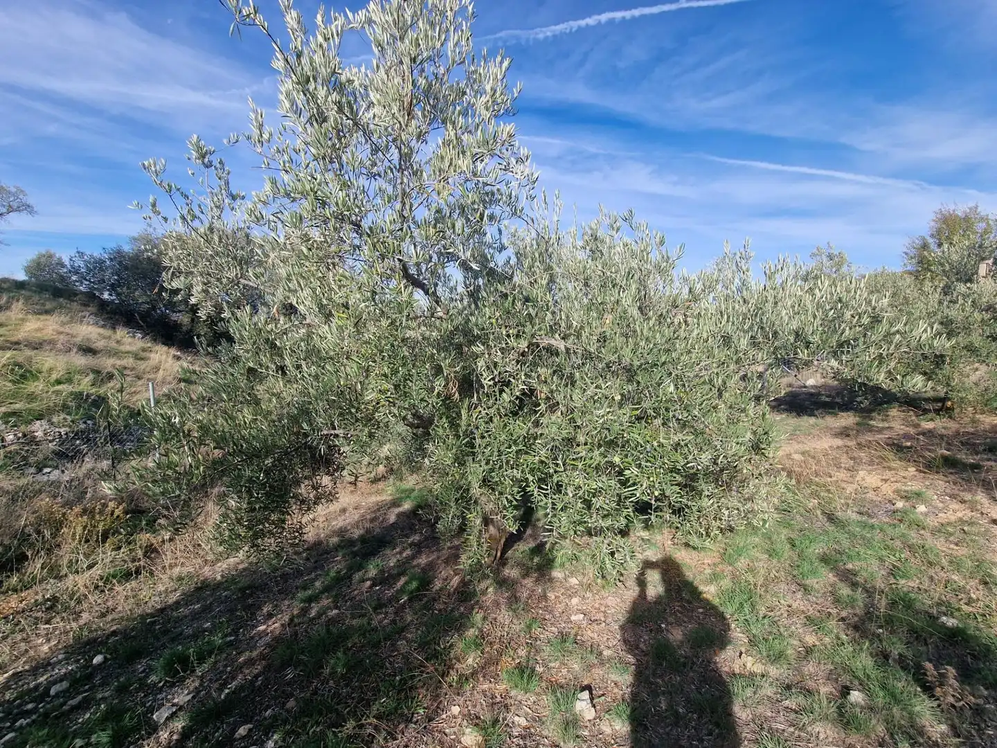 Maison rustique avec jardin à vendre à Cogollos de la Vega, imagen 84