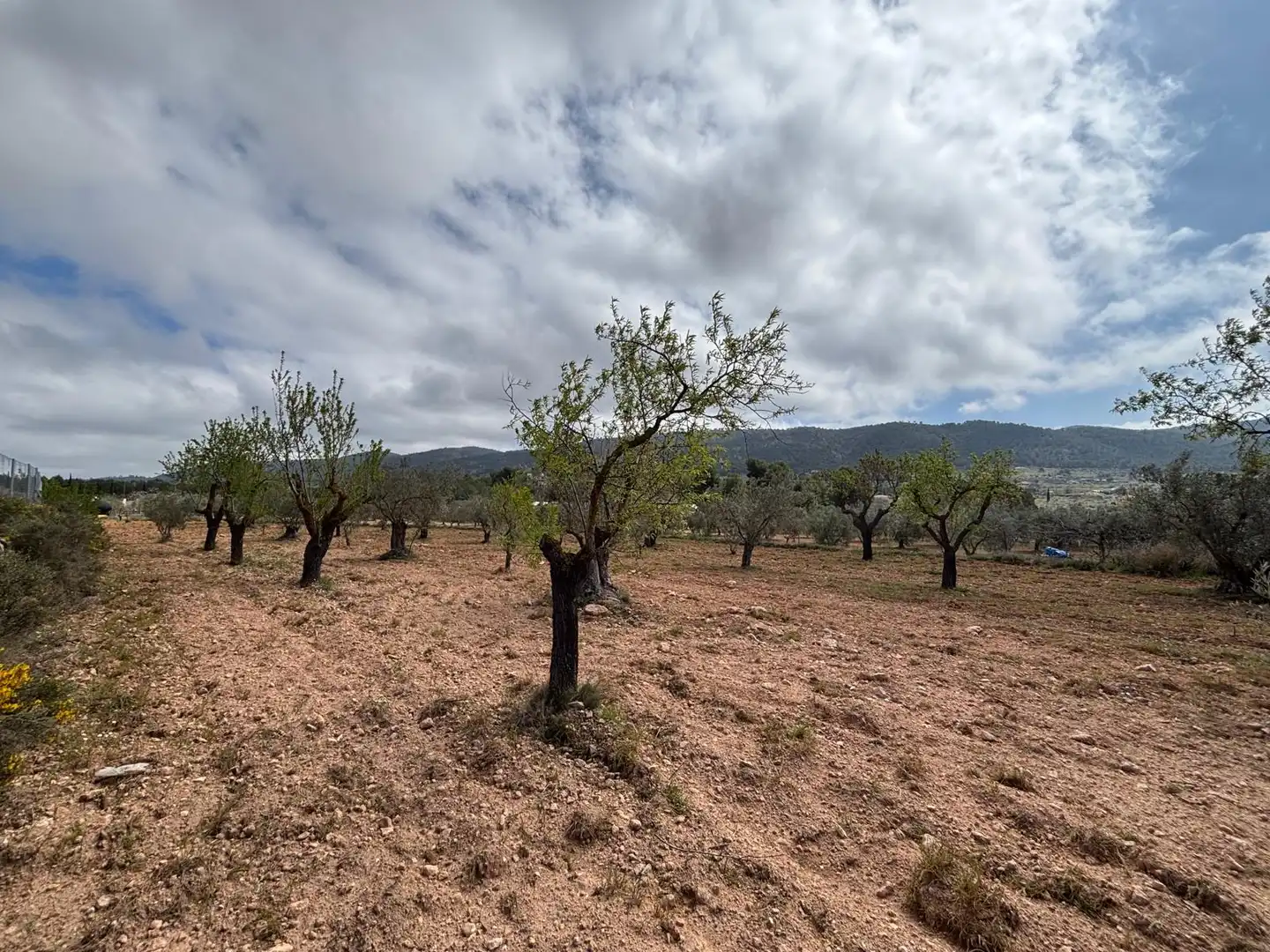 Terreno rústico en venta en CV-806, imagen 11