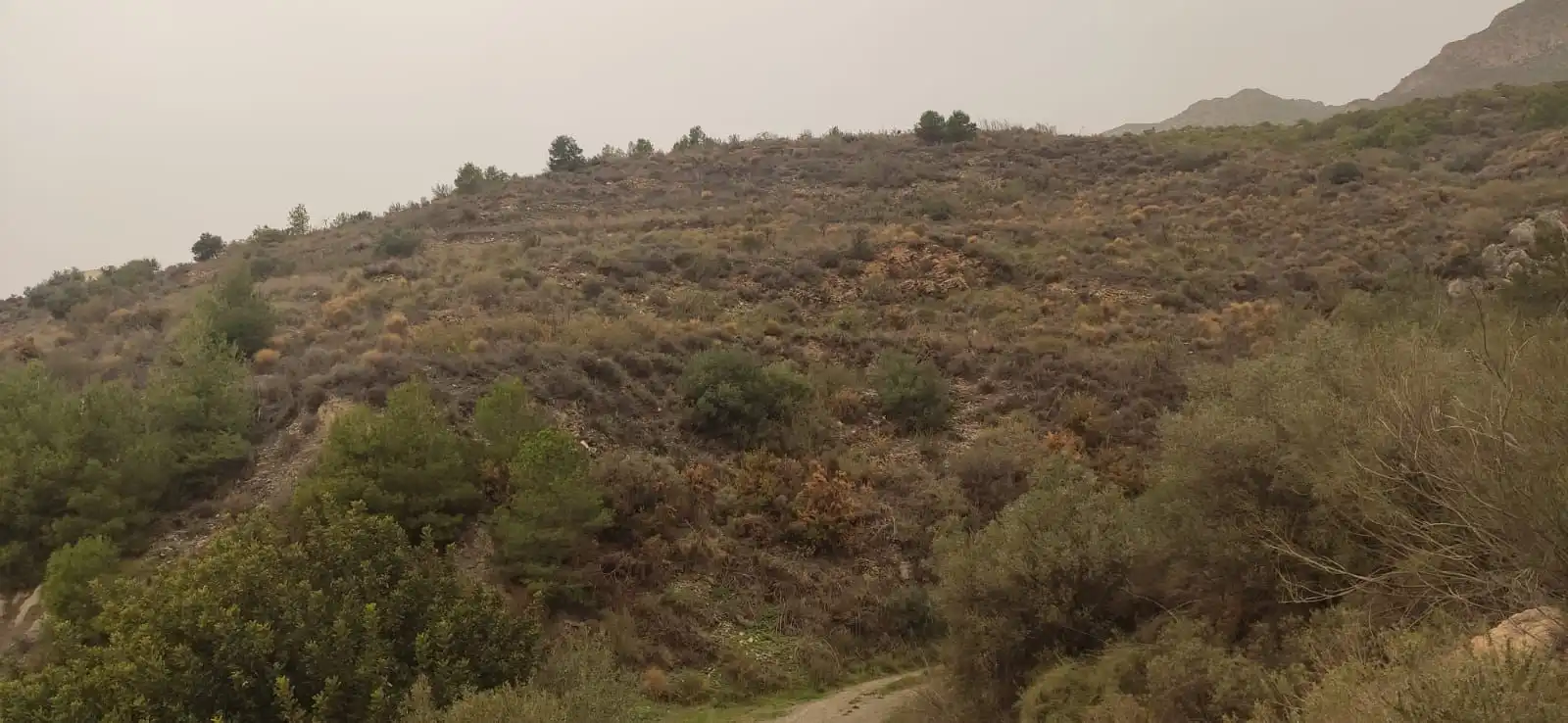 Terreno rústico en venta en Motril  ciudad, imagen 3