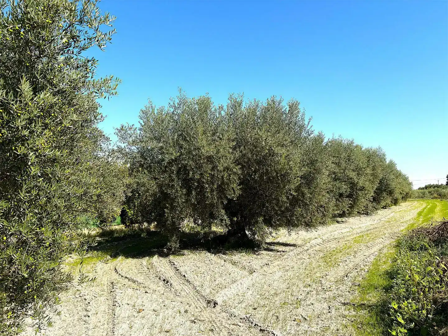 Finca rústica en venda a Camino Pieza de Navarro, 132, Moratalla