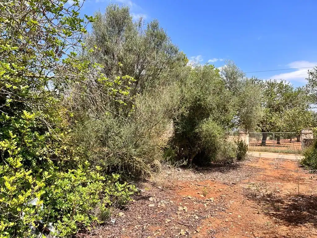 Finca rústica en venta en Llucmajor