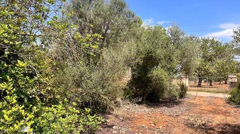 Photo 2 of Country house for sale in Llucmajor pueblo, Illes Balears