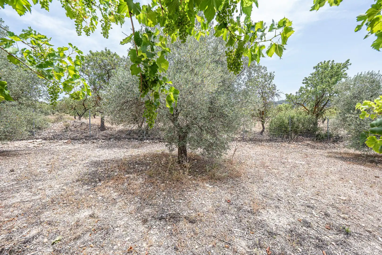 Finca rústica en venda en Biar amb Calefacció, Jardí privat i Terrassa