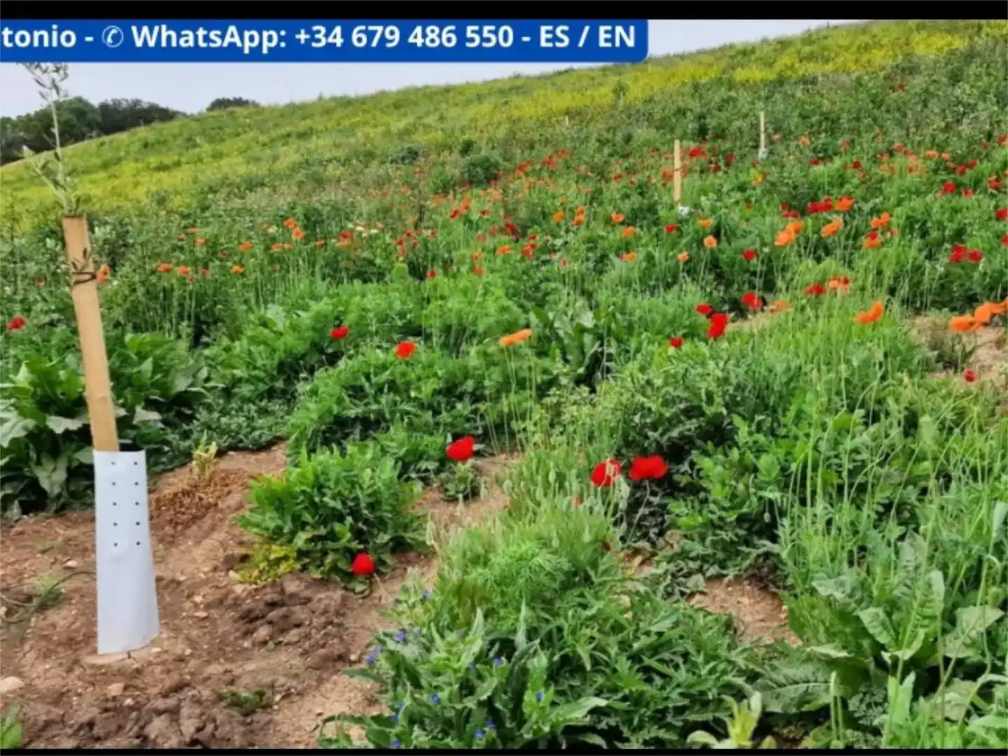 Apartament en venda en Arcos de la Frontera