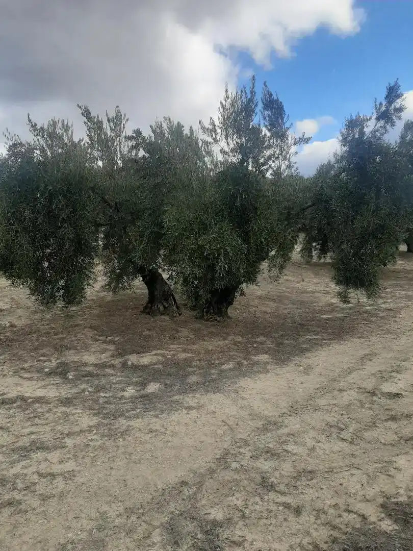 Finca rústica en venda en La Iruela