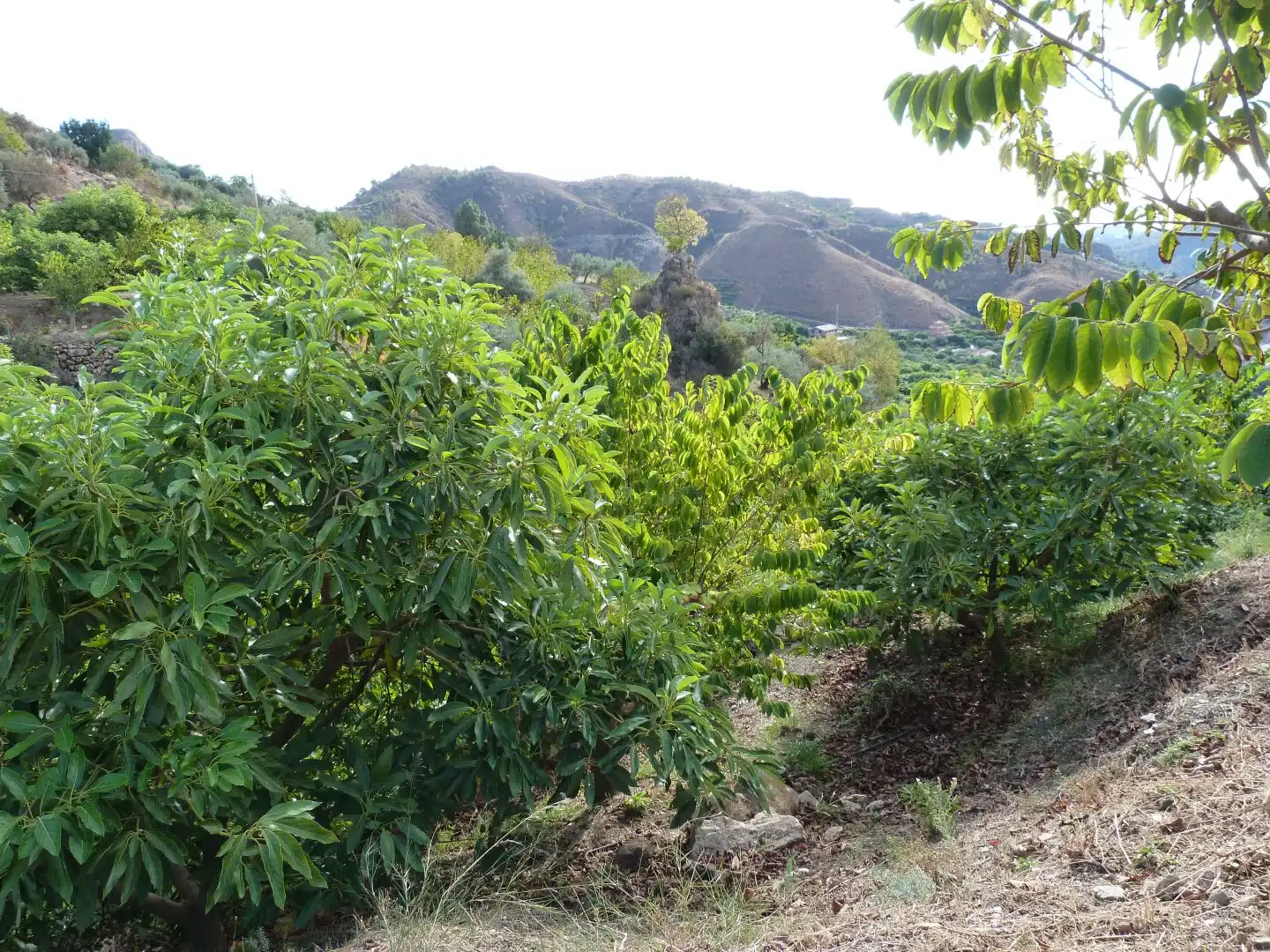Casa rústica en venta en Los Guájares, imagen 14