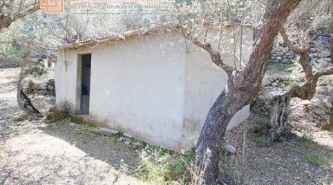 Bonito Olivar Con Pequeño Porche, immagine 3