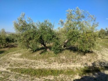 Terrain rustique à vendre à Calle TERMINO DE BAENA