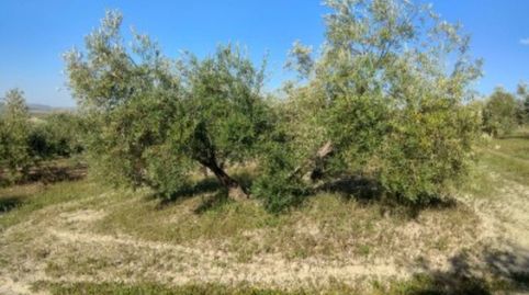 FINCA RUSTICA EN BAENA