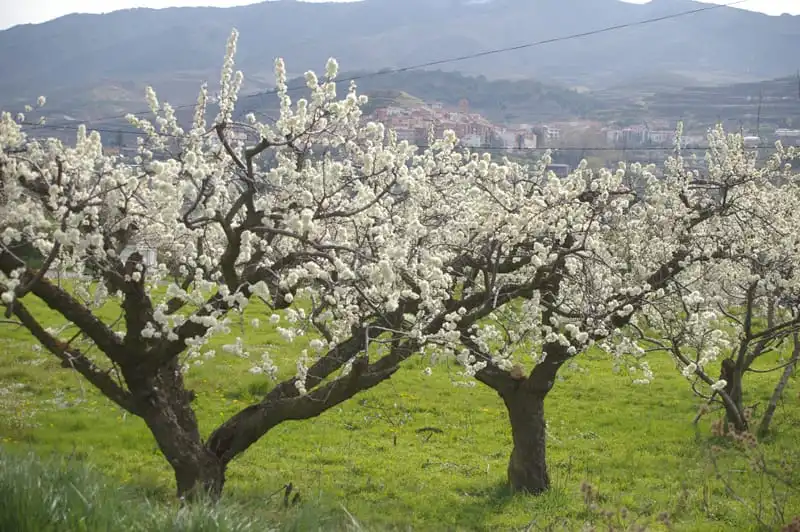 Garden of Land for sale in Belvís de Monroy