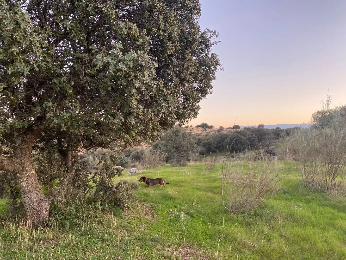 Terreni e lotti in vendita a Villar del Pedroso, imagen 29