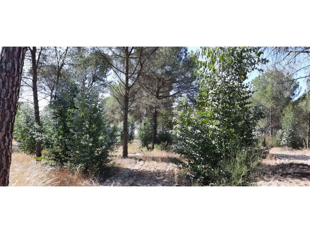 Terreno residenziale in vendita a Villanueva de los Castillejos, imagen 5