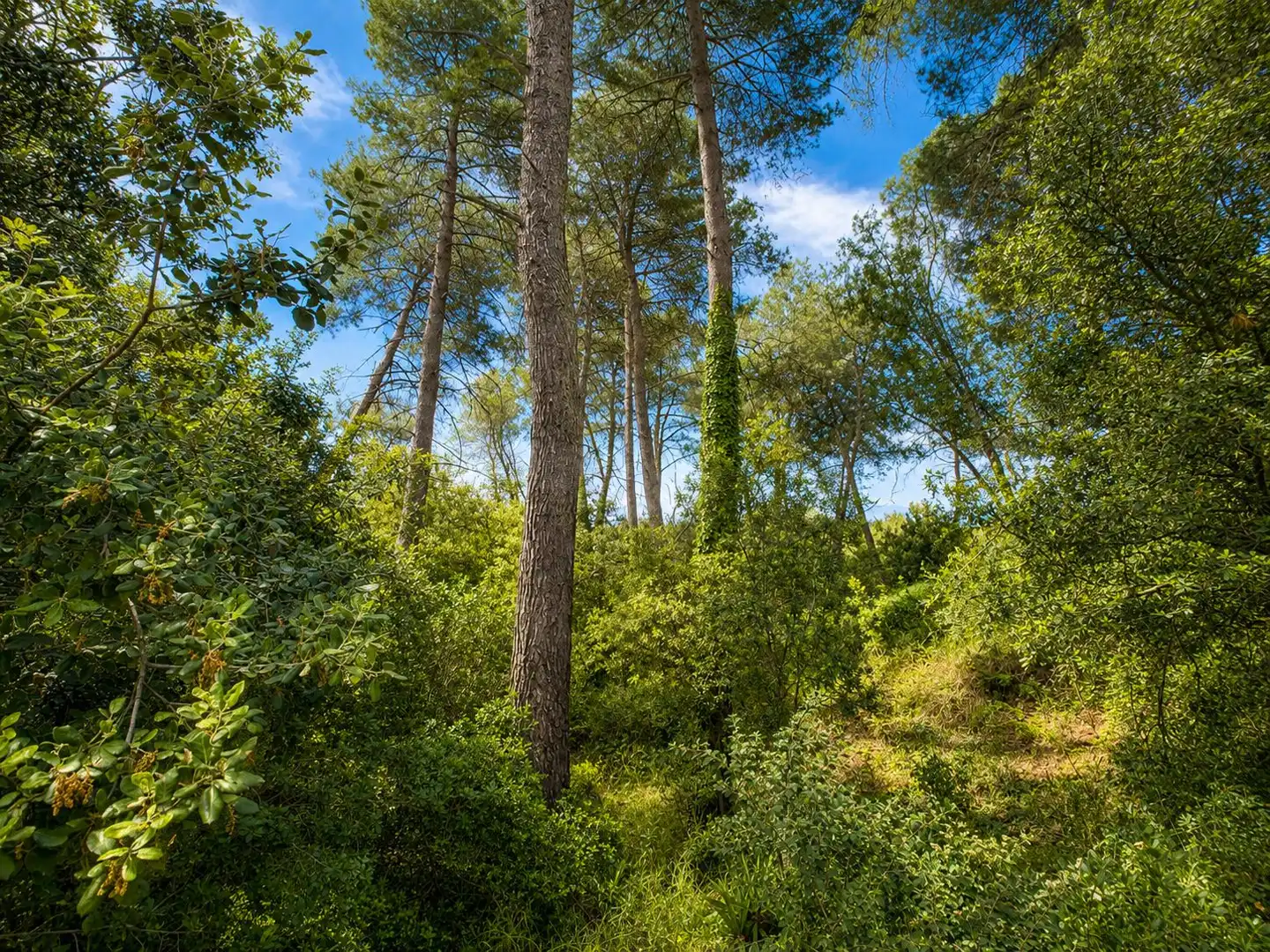 Lands and plots for sale in El Racó - Sant Feliu del Racó, imagen 17