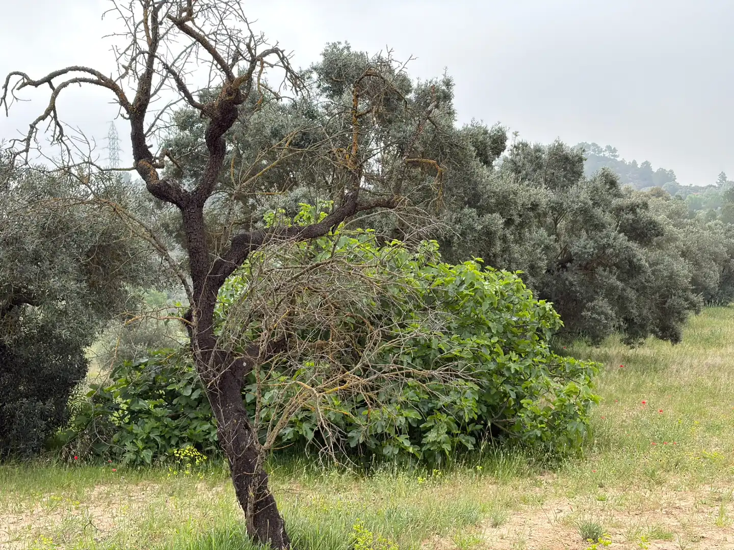 Terreno rustico in vendita a Ascó, imagen 7