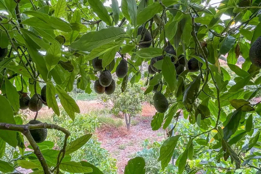 Jardí de Finca rústica en venda en Vallehermoso amb Terrassa