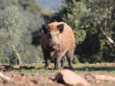 Terreni e lotti in vendita a Santa María  - Pío XII