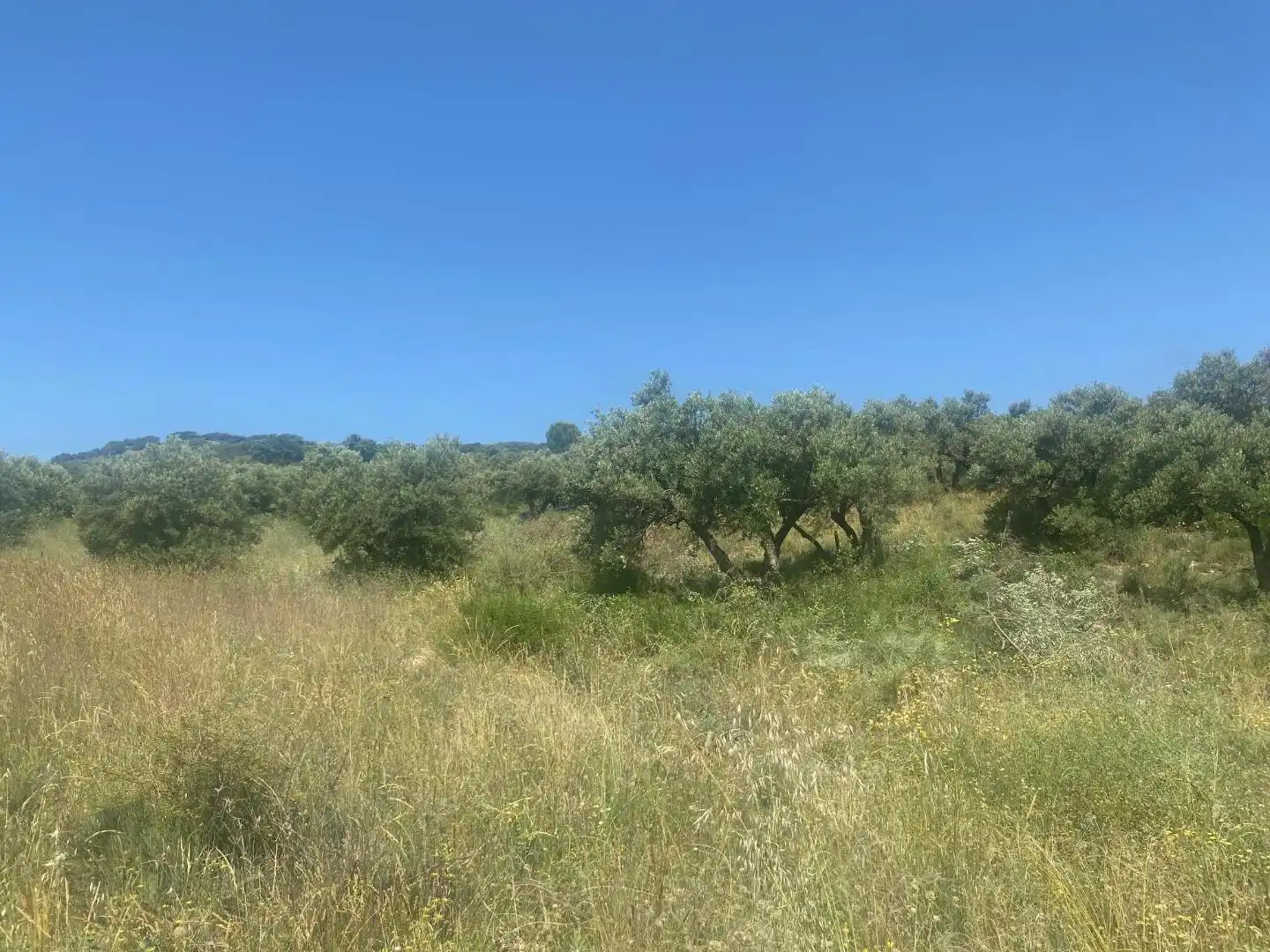 Grundstücke zur Miete in Loranca de Tajuña