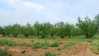 Finca rústica en venda en Llíria