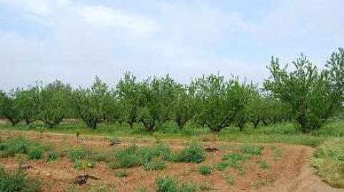 Foto 4 de Finca rústica en venda a Santa Bárbara, Valencia