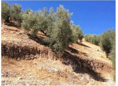 Terreni e lotti in vendita a Beas de Segura, imagen 3