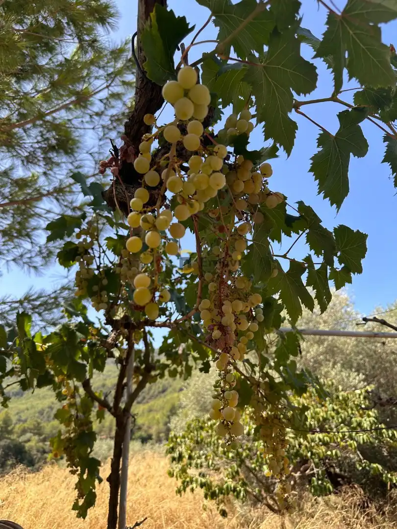 Jardín de Finca rústica en venta en Figueroles, Castellón