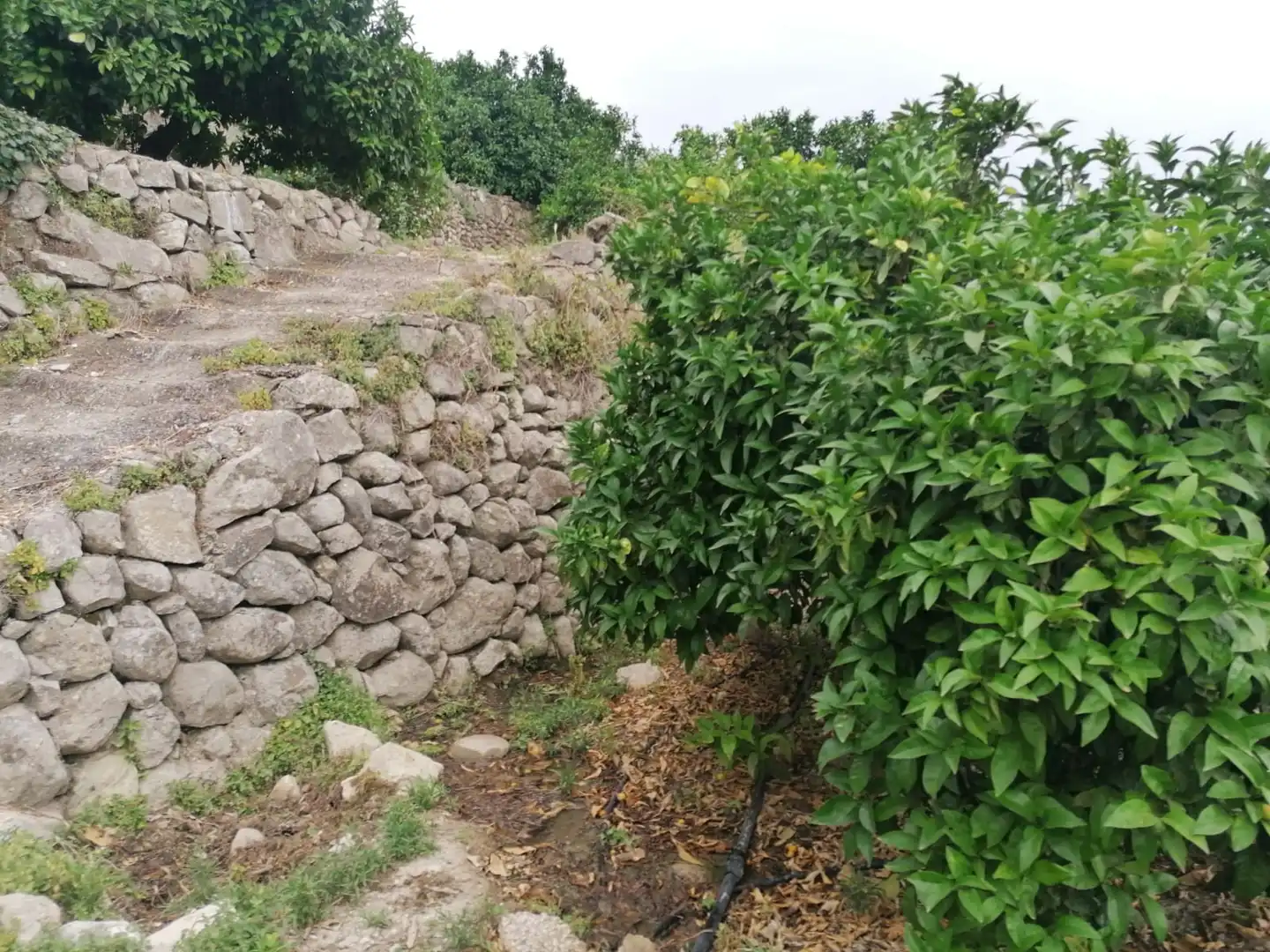 Terreny residencial en venda a Pego, imagen 4
