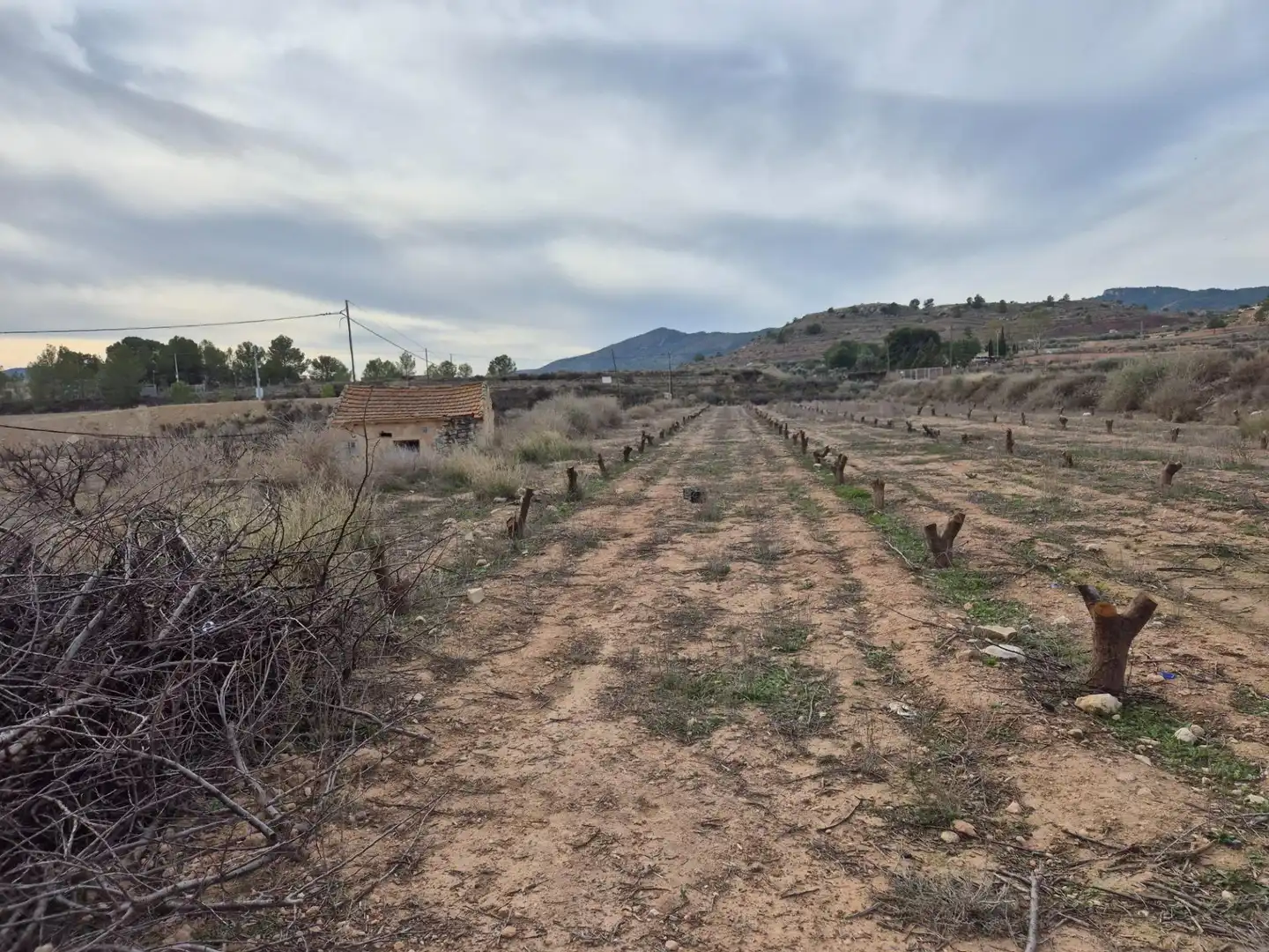 Terreny rústic en venda a Monóvar  / Monòver, imagen 16