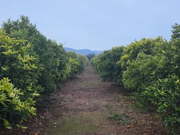 Rural land for sale in Masdenverge