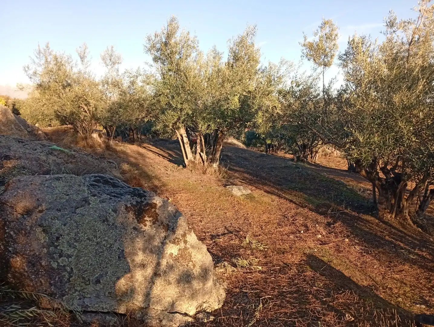 Terreni e lotti in vendita a Villanueva de la Vera, imagen 51