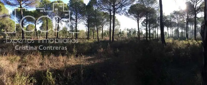 Terreni e lotti in vendita a Almonte ciudad