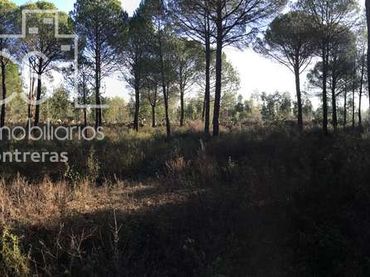 Terreno rustico in vendita a Almonte ciudad