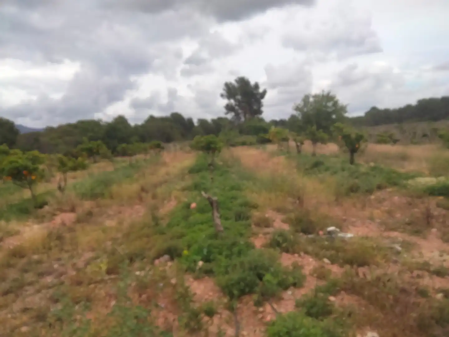 Terrain rustique à vendre à Centro