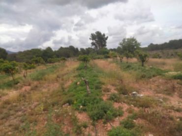 Terreno rustico in vendita a Centro