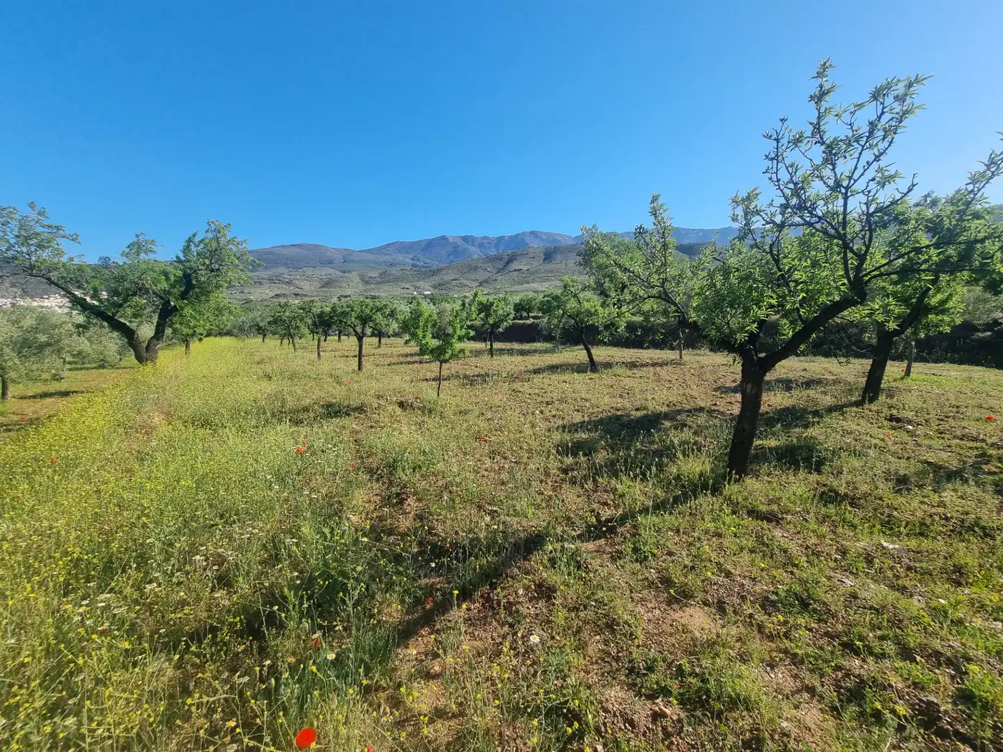 Terreno en venta en Abrucena