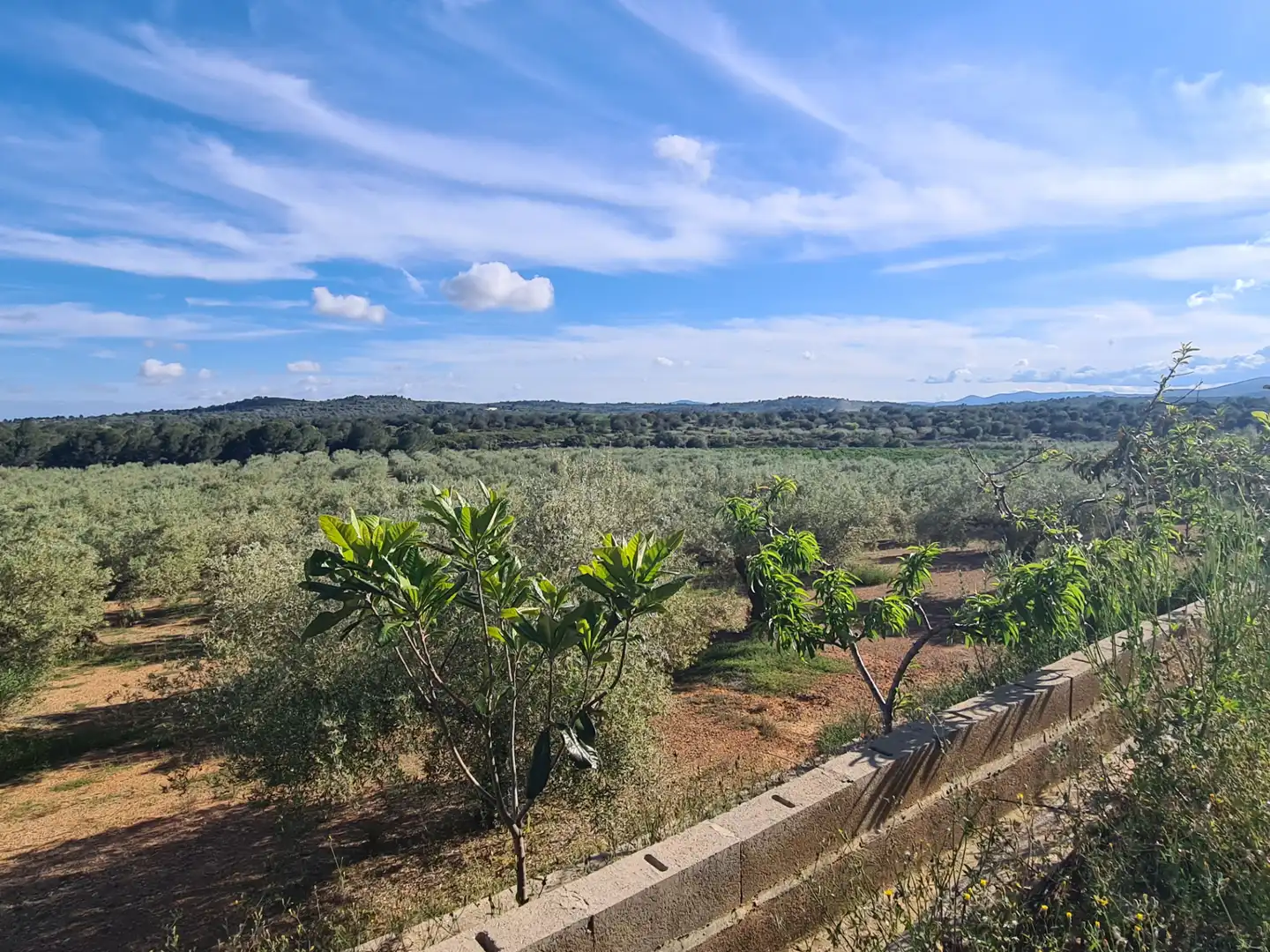 Terreno rustico in vendita a San Jorge / Sant Jordi, imagen 6