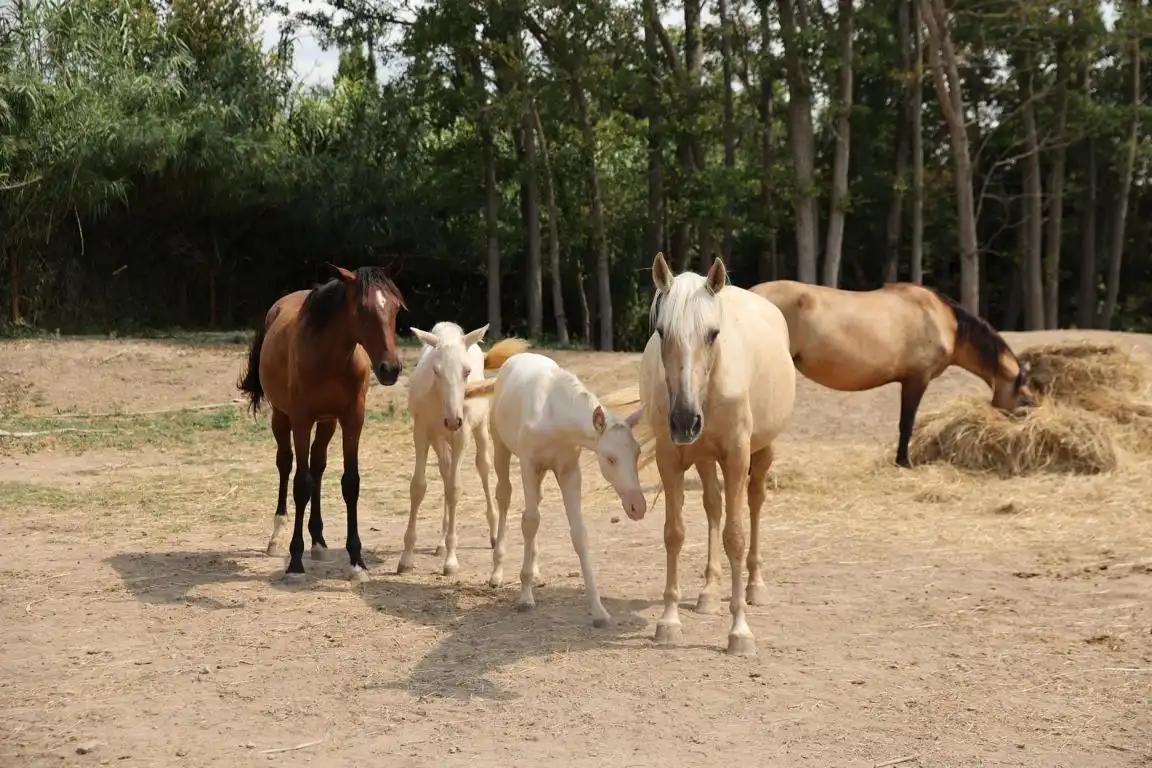 Rural land for sale in Carretera, imagen 26